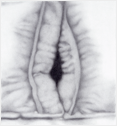Untitled, graphite on paper, 7 x 6.5", 2000