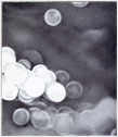 Untitled, graphite on paper, 7 x 6", 1999